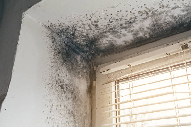 Affordable Attic Mold Remediation solutions in Alexandria, MN