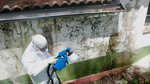 Top rated local Attic Mold Remediation specialists in Alexandria, MN